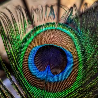 Peacock feather iPhone wallpaper