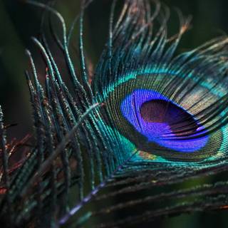 Peacock feather desktop wallpaper