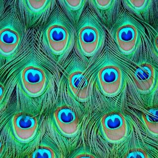 Peacock feather desktop wallpaper