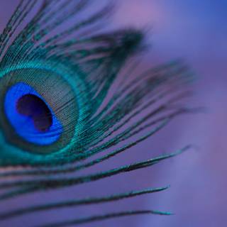 Peacock feather desktop wallpaper