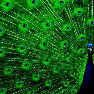 Peacock feather desktop wallpaper