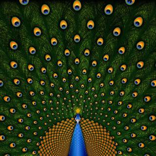 Peacock feather desktop wallpaper