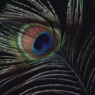 Peacock feather desktop wallpaper