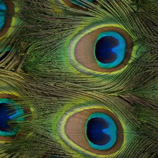 Peacock feather desktop wallpaper