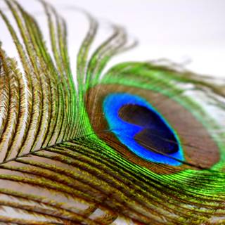 Peacock feather desktop wallpaper