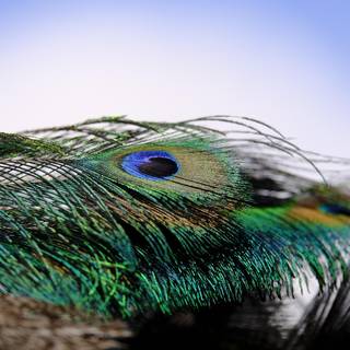 Peacock feather desktop wallpaper