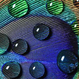 Peacock feather desktop wallpaper