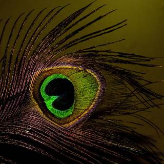 Peacock feather desktop wallpaper