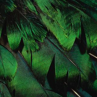 Peacock feather desktop wallpaper