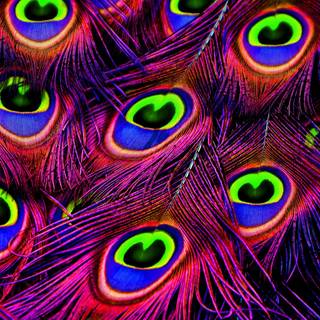 Peacock feather desktop wallpaper