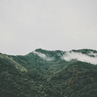 Minimalist nature desktop wallpaper