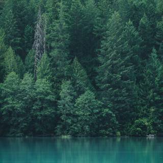 iPhone 11 HD nature 4k wallpaper