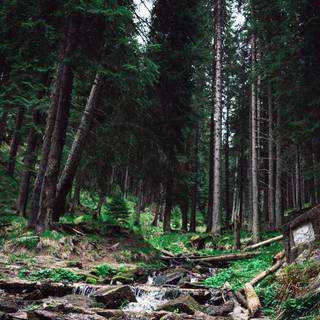 iPhone 11 HD nature 4k wallpaper