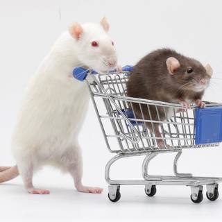 Rat desktop 1920x1080 wallpaper