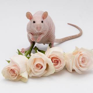 Rat desktop 1920x1080 wallpaper