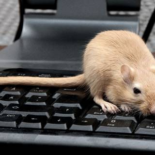 Rat desktop 1920x1080 wallpaper