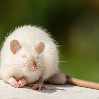 Rat desktop 1920x1080 wallpaper