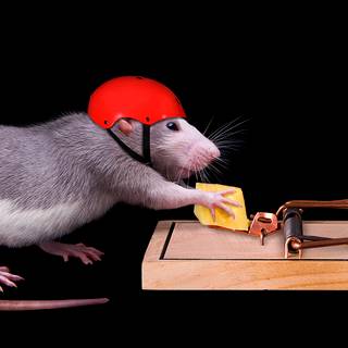 Rat desktop 1920x1080 wallpaper