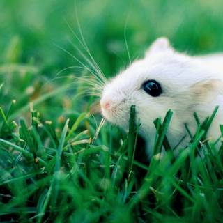 Funny mice wallpaper