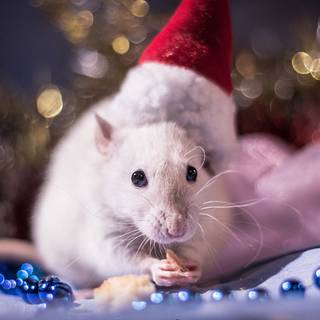 Rat desktop 1920x1080 wallpaper