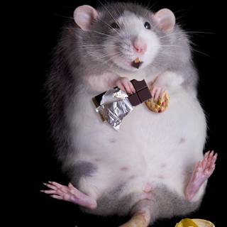 Rat desktop 1920x1080 wallpaper