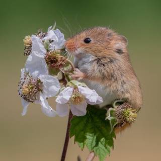 Rat desktop 1920x1080 wallpaper