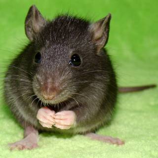 Rat desktop 1920x1080 wallpaper