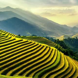 Rice terrace wallpaper