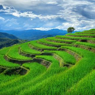 Rice terrace wallpaper