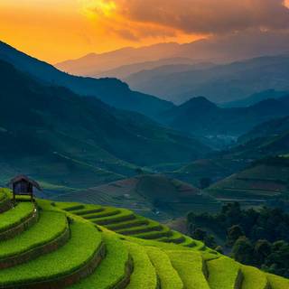 Rice terrace wallpaper