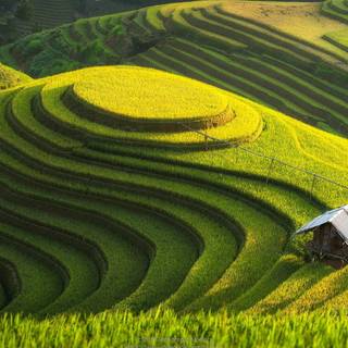Rice terrace wallpaper