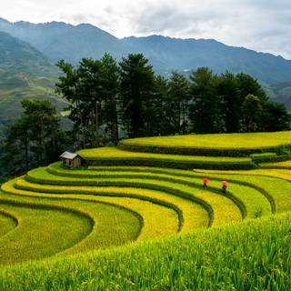Rice terrace wallpaper