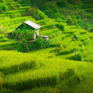 Rice terrace wallpaper