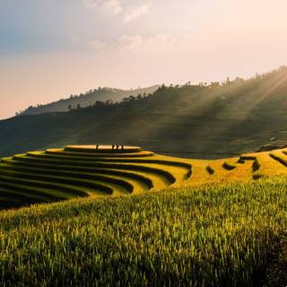 Rice terrace wallpaper