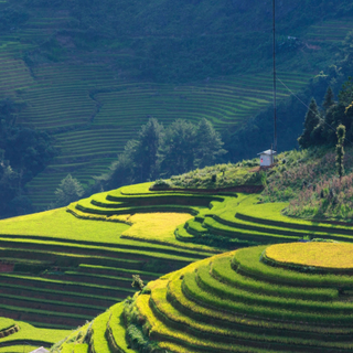 Rice terrace wallpaper