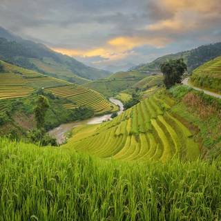 Rice terrace wallpaper