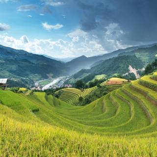 Rice terrace wallpaper