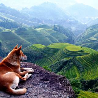 Rice terrace wallpaper