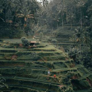 Rice terrace wallpaper