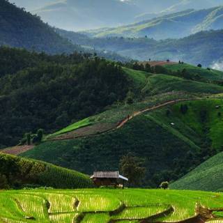 Rice terrace wallpaper