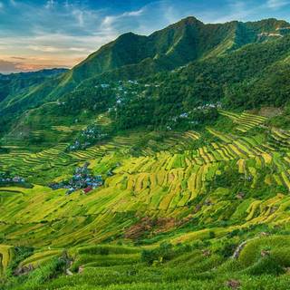 Rice terrace wallpaper