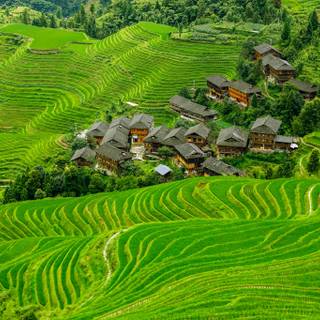 Rice terrace wallpaper