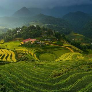 Rice terrace wallpaper