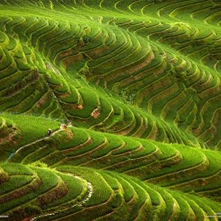 Rice terrace wallpaper