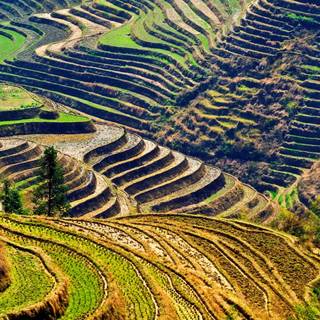Rice terrace wallpaper