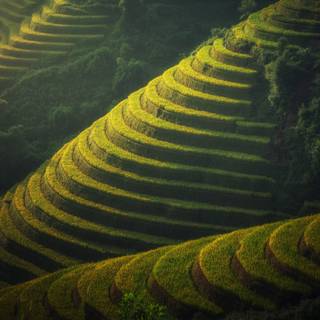 Rice terrace wallpaper