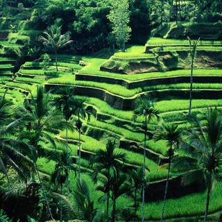 Rice terrace wallpaper