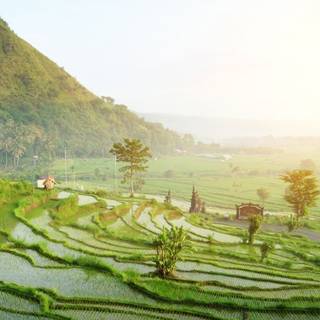 Rice terrace wallpaper