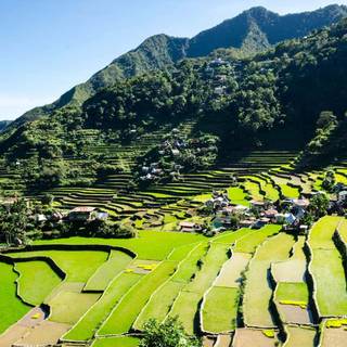 Rice terrace wallpaper