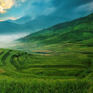 Rice terrace wallpaper